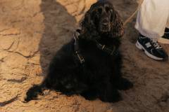 Only-the-strong-survive-08-februari-2025-C-Lars-Crommelinck-for-Golazo-31